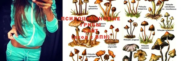 ПСИЛОЦИБИНОВЫЕ ГРИБЫ Вязники